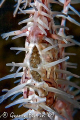   very pregnant ornate ghost pipe fish tummy showing off kids. kids  
